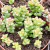 CRASSULA THOM THUMB POTE 9 - comprar online