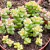 CRASSULA THOM THUMB POTE 9 - Suculentas Raras