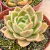 ECHEVERIA GILVA PT 9
