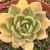 ECHEVERIA GILVA PT 9 - comprar online