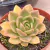 ECHEVERIA GILVA PT 9 - Suculentas Raras