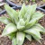 HAWORTHIA RAJOS VARIEGATA RARA PT 9 - comprar online