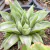 HAWORTHIA RAJOS VARIEGATA RARA PT 9 na internet