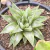 HAWORTHIA RAJOS VARIEGATA RARA PT 9 - Suculentas Raras