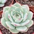 ECHEVERIA PINK TIPS POTE 9