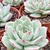 ECHEVERIA PINK TIPS POTE 9 na internet