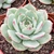 ECHEVERIA PINK TIPS POTE 9 - Suculentas Raras