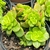 SEDEVERIA HOLLY POTE 7 - comprar online