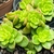 SEDEVERIA HOLLY POTE 7 na internet