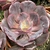 E. PAINTED FRILLS POTE 11