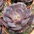E. PAINTED FRILLS POTE 11 na internet