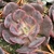 E. PAINTED FRILLS POTE 11 - Suculentas Raras