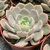 E. TEXENSIS ROSEA POTE 11 na internet