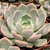 E. TEXENSIS ROSEA POTE 11