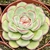 ECHEVERIA MISTERY POTE 11