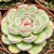 ECHEVERIA MISTERY POTE 11 - comprar online