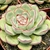 ECHEVERIA MISTERY POTE 11 na internet