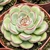 ECHEVERIA MISTERY POTE 11 - Suculentas Raras