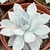 E. BLUE STAR POTE 8 - Suculentas Raras