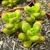 SEDUM OBESUM POTE 9 na internet
