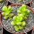 SEDUM OBESUM POTE 9 - Suculentas Raras