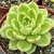 AGAVOIDE (THORN) POTE 11 - Suculentas Raras