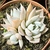 ECHEVERIA GLORIOUS POTE 9 na internet