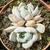 ECHEVERIA GLORIOUS POTE 9 - Suculentas Raras