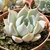 ECHEVERIA GLORIOUS POTE 9 - loja online