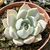 ECHEVERIA GLORIOUS POTE 9