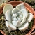 ECHEVERIA GLORIOUS POTE 9 - comprar online