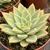 ECHEVERIA SILVIA POTE 11