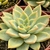 ECHEVERIA SILVIA POTE 11 - comprar online