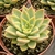 ECHEVERIA SILVIA POTE 11 na internet