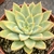 ECHEVERIA SILVIA POTE 11 - Suculentas Raras