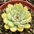 ECHEVERIA MISTERY POTE 11 - comprar online