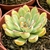 ECHEVERIA MISTERY POTE 11 na internet