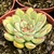 ECHEVERIA MISTERY POTE 11