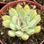 ECHEVERIA MISTERY POTE 11 - Suculentas Raras