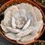 ECHEVERIA POLLUX POTE 11