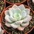 ECHEVERIA (DOKAEBI) POTE 9 - Suculentas Raras