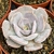 ECHEVERIA POLLUX POTE 11 - comprar online