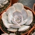 ECHEVERIA POLLUX POTE 11 na internet