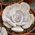 ECHEVERIA POLLUX POTE 11 - Suculentas Raras