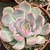 ECHEVERIA HÉRCULES POTE 11 - comprar online