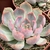 ECHEVERIA HÉRCULES POTE 11 na internet