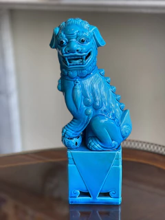 Cão de Fó azul macho