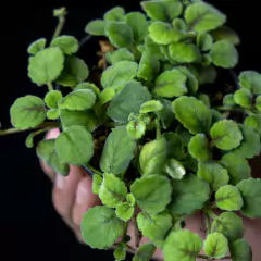 Alsobia dianthiflora - comprar online