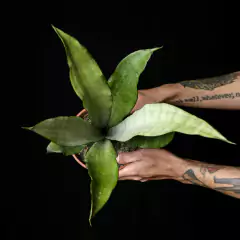 Dracaena trifasciata Moonshine - Grande - comprar online