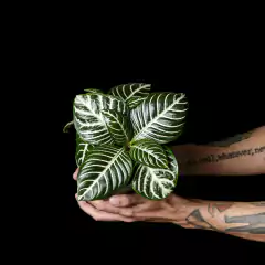 Aphelandra squarrosa - comprar online